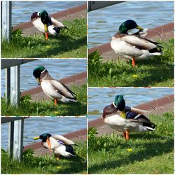 Ducks on grass