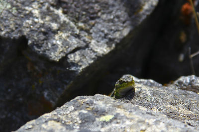 Close-up of lizard on rock