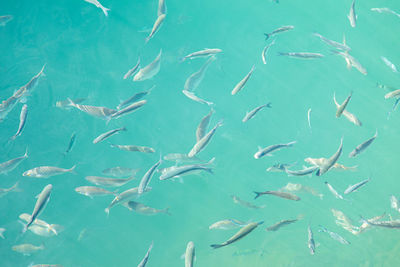 Fishes swimming in sea