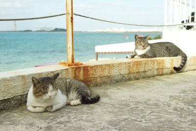Cat resting on retaining wall by sea