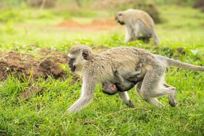 Mother monkey and baby bond in lake mburo national park. ideal for wildlife and nature projects.