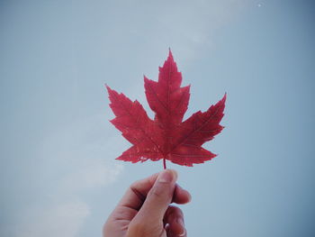 Close-up of hand holding maple leaf against sky