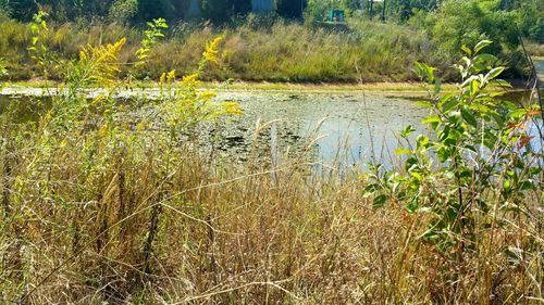 Plants growing in pond