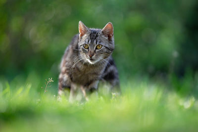 Portrait of a cat looking away