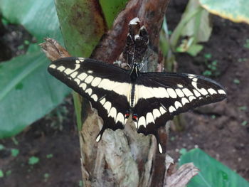 Close-up of butterfly perching on plant