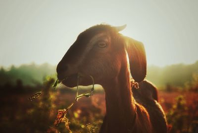 Close-up of horse against sky