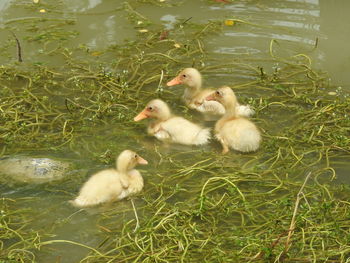 Ducks floating on lakeshore