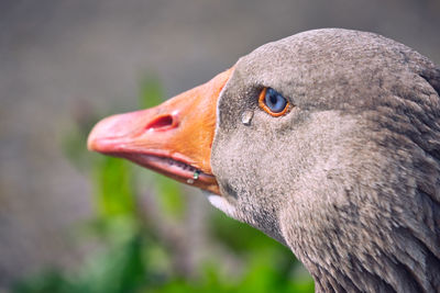 Close-up of a bird