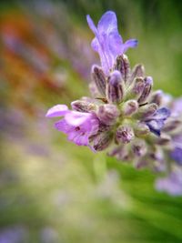 Close-up of purple flower blooming outdoors