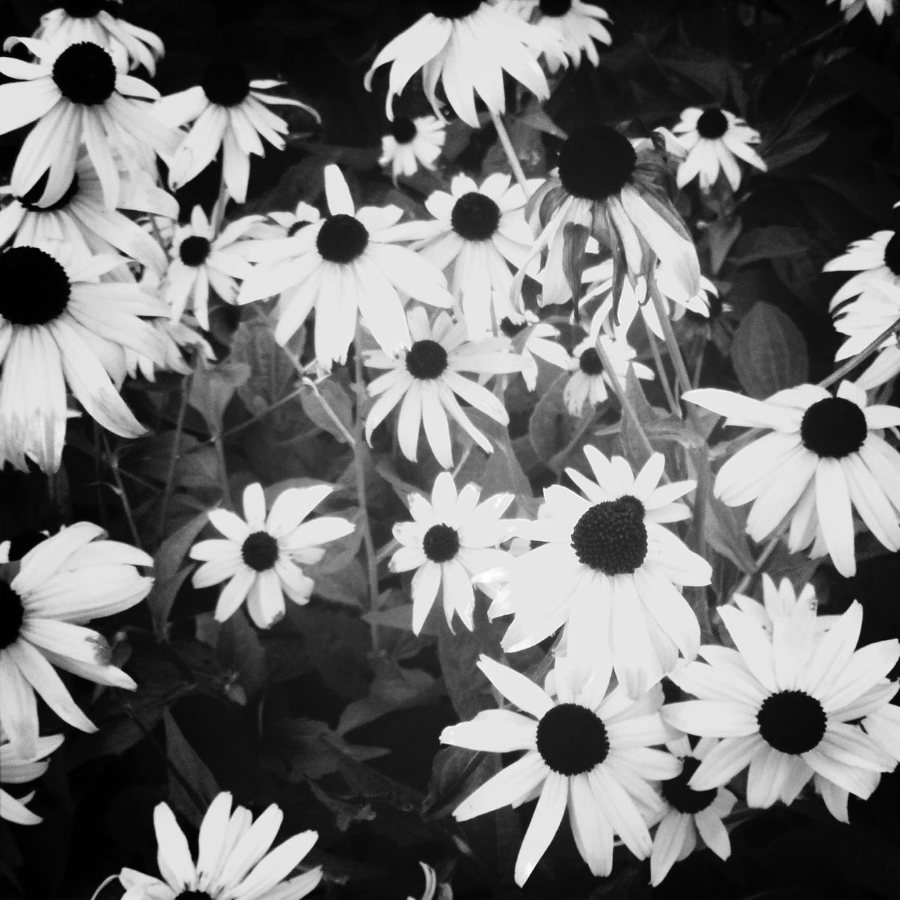 flower, petal, freshness, flower head, fragility, beauty in nature, growth, blooming, pollen, nature, daisy, white color, plant, close-up, high angle view, full frame, backgrounds, in bloom, no people, blossom