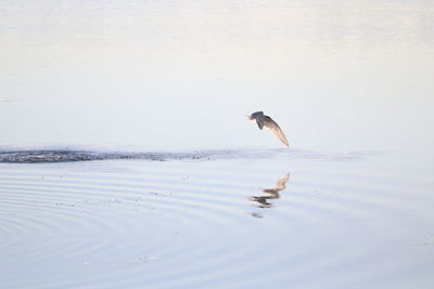 Bird flying over a lake