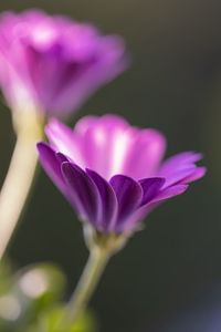 Close-up of purple crocus flower