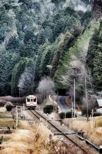 Railroad track amidst trees in forest