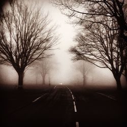 Bare trees along road