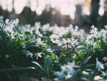 Close-up of flowers blooming outdoors