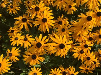 Close-up of yellow flower