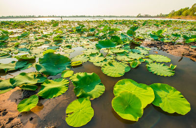 Lotus leaves floating on water in lake