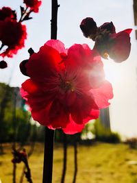 Close-up of red flowering plant against sky