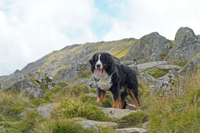 Dog standing on rock against sky