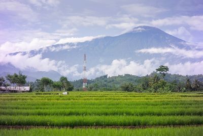 Scenic view of field against sky