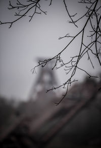 Low angle view of plant against sky