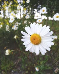 Close-up of white flower blooming outdoors