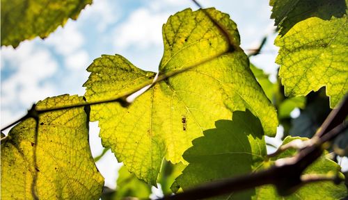 Close-up of fresh green leaf against sky