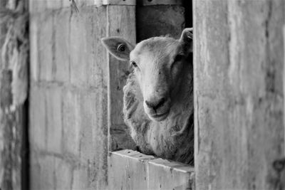 Close-up of horse
