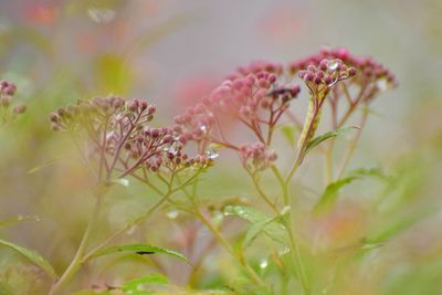 Close-up of plant against blurred background