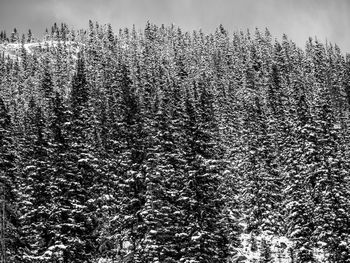 View of trees in forest
