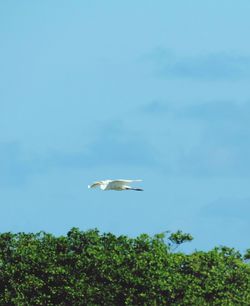 Bird flying against sky