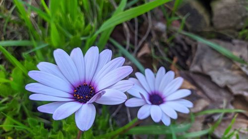 High angle view of purple flower on field