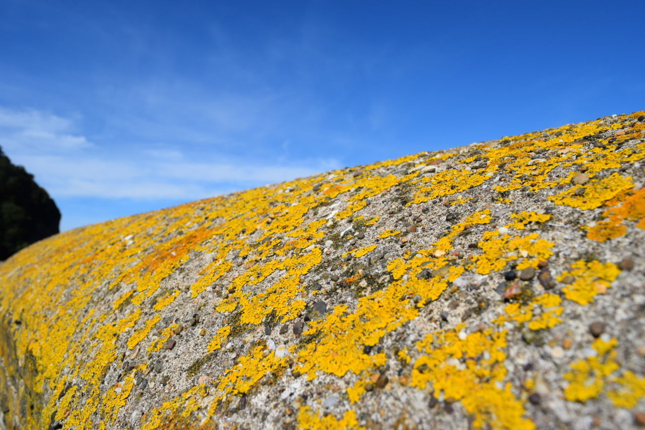 LOW ANGLE VIEW OF YELLOW AND ROCK AGAINST SKY