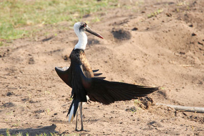 Woolly-necked stork, drying itself in the sun. tembe elephant park, south africa. 