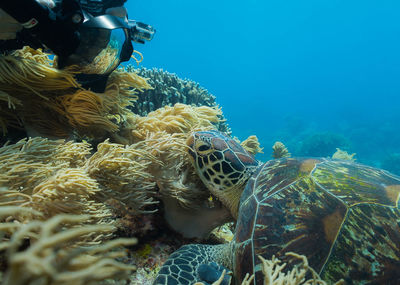 Scuba diver looking at tortoise swimming in sea