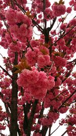 Low angle view of pink flowers on tree