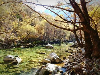 Stream flowing through forest