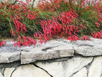 Close-up of red rock