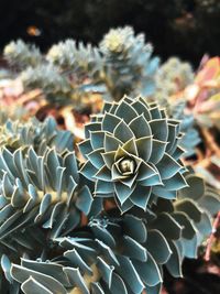 Close-up of succulent plant