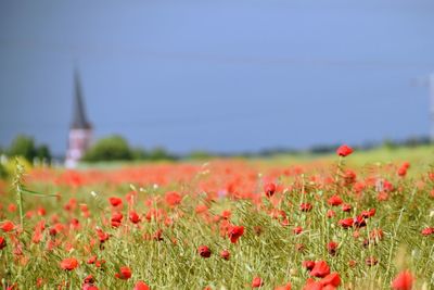 Close-up of flowering plants on field against sky. church in the background 