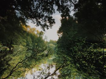 Trees in forest