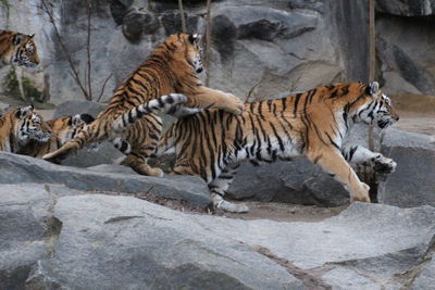 Zebras in a zoo