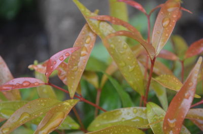 Close-up of wet plant leaves during rainy season