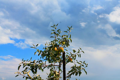 Low angle view of fruit growing on tree against sky