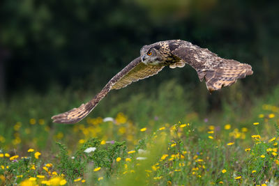 Close up of owl flying over wildflowers
