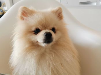 Portrait of white dog