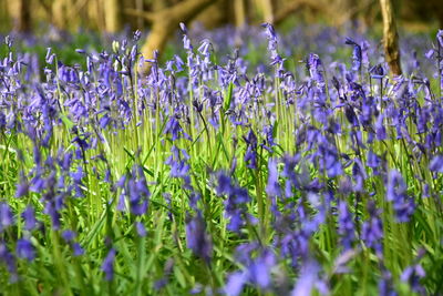 Close up of purple flowers blooming in field