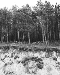 Trees in forest during winter