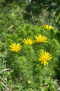 Close-up of yellow flowering plant on field