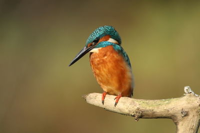 Close-up of kingfisher perching on branch